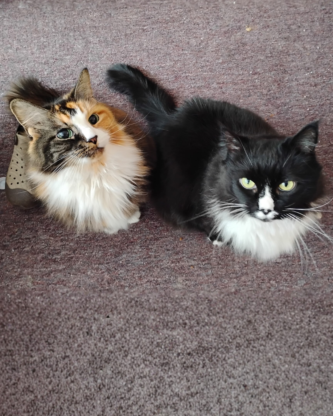 Social Adoptable 2 (18).png