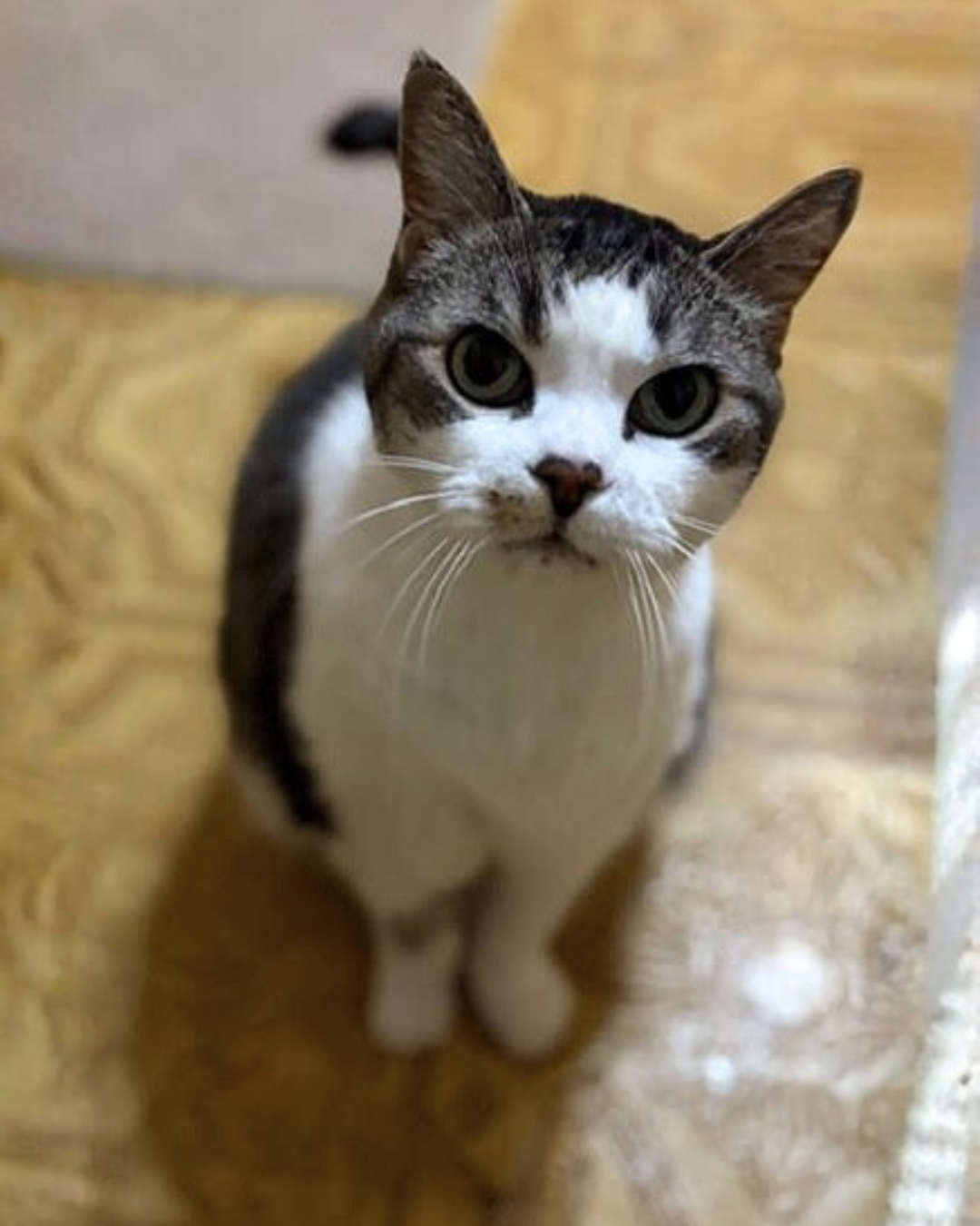 Social Adoptable 2 (16).png