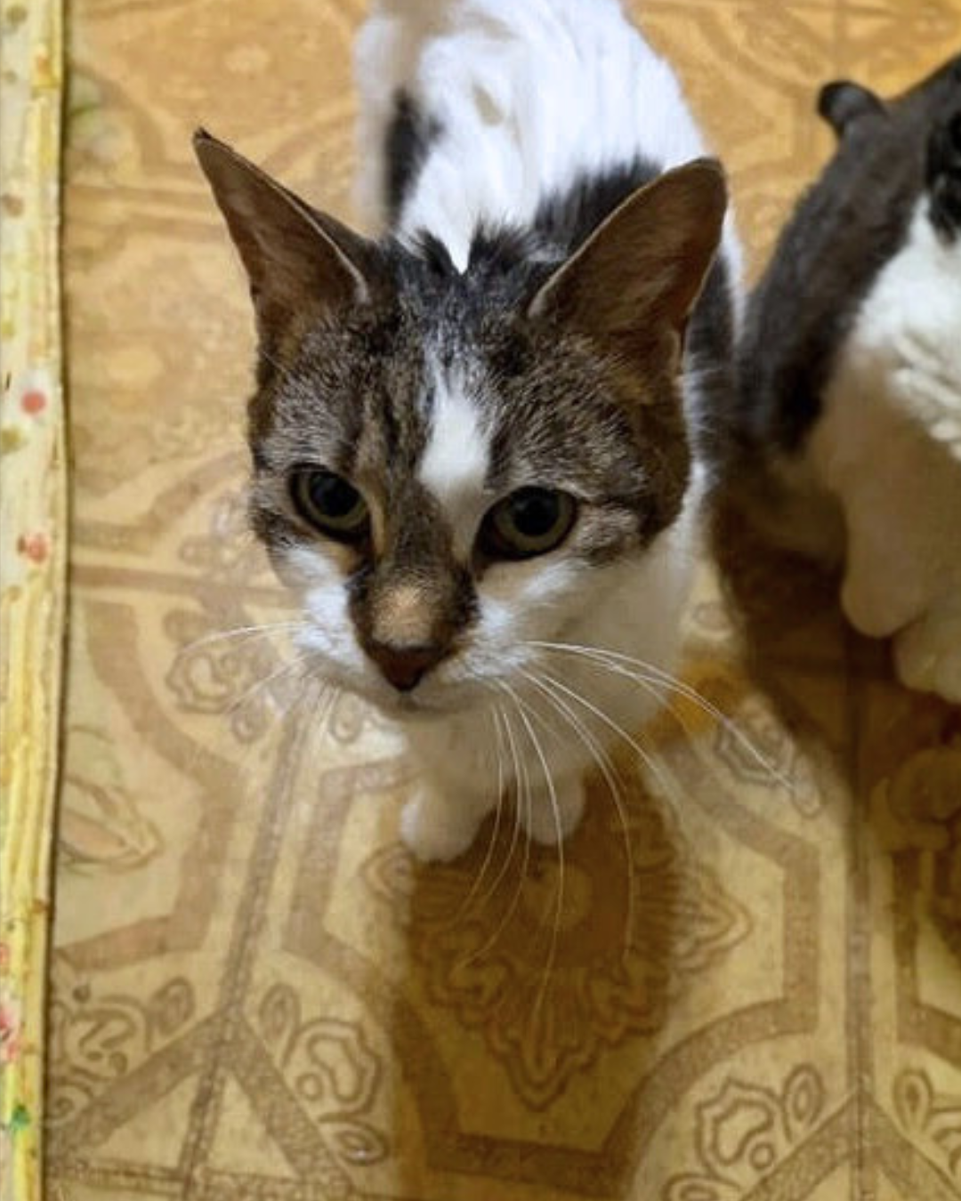 Social Adoptable 2 (17).png