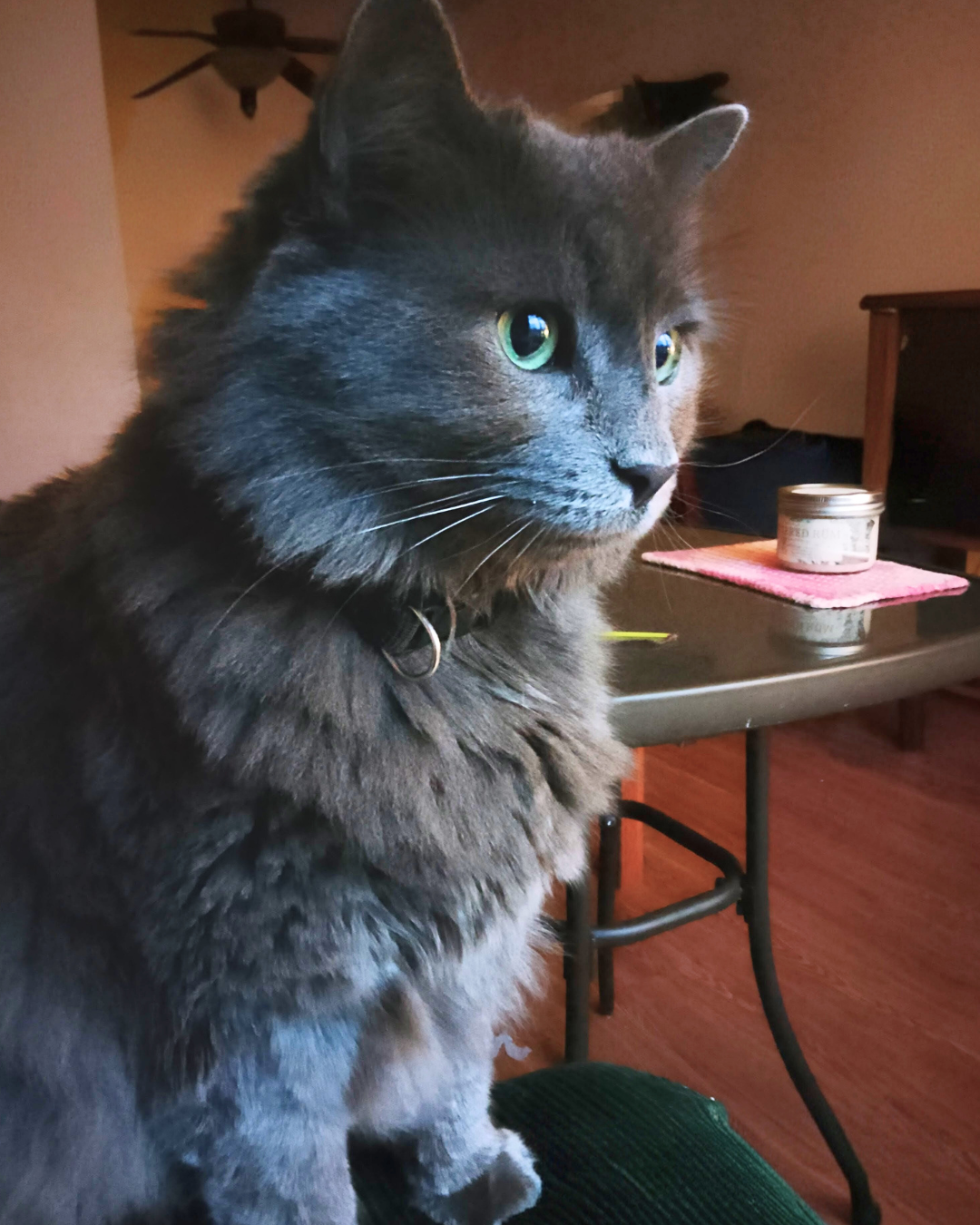 Social Adoptable 2 (23).png