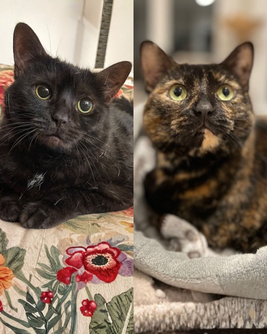 Smokey and Marmalade