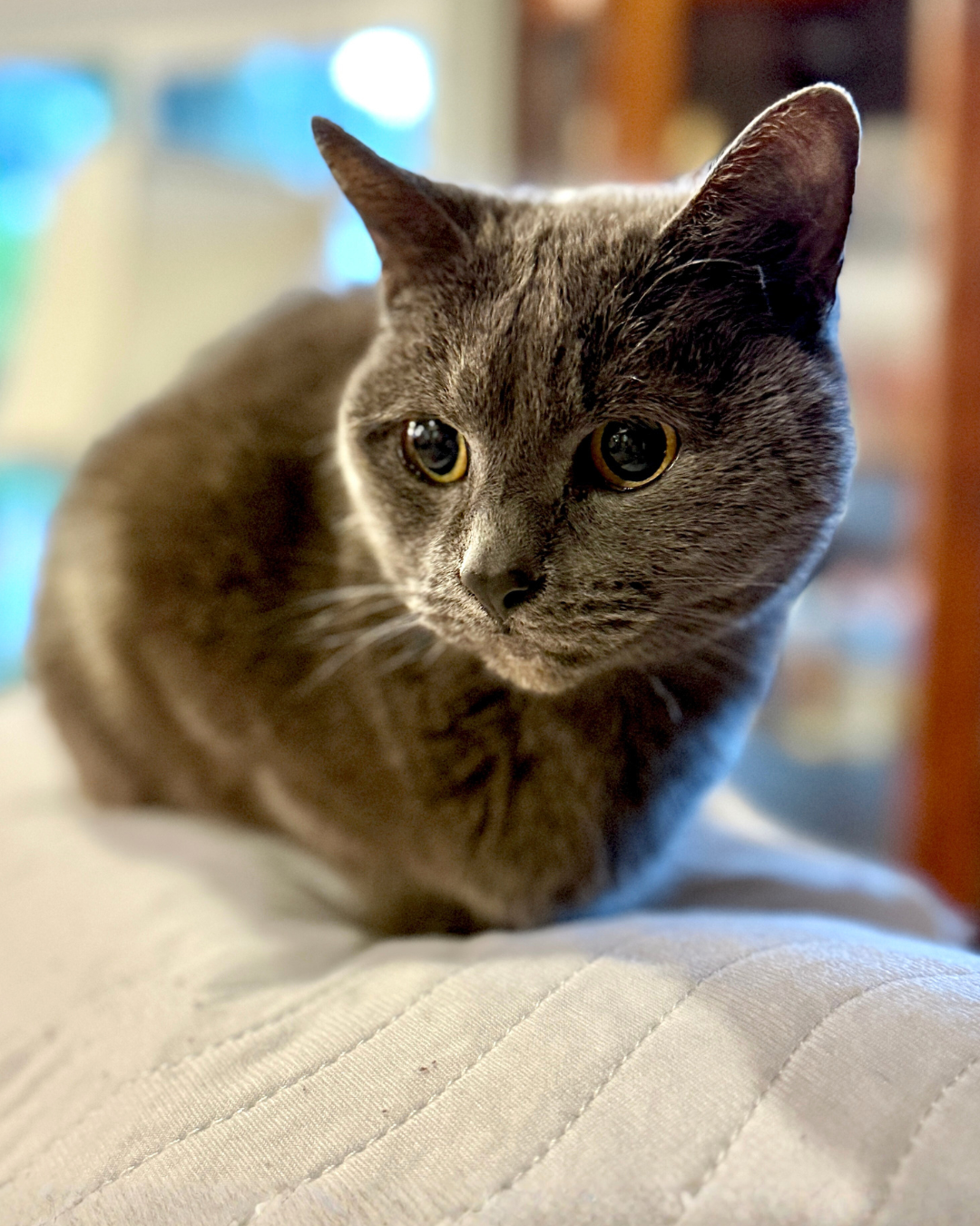 Social Adoptable 2 (33).png