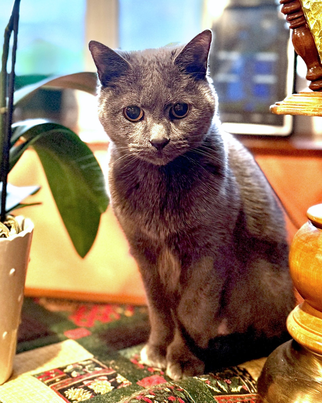 Social Adoptable 2 (34).png