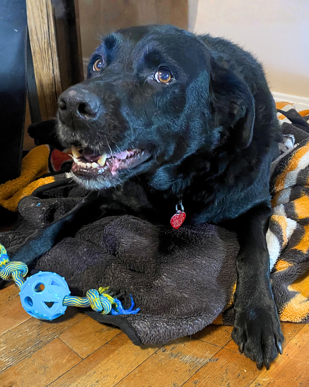 Social Adoptable 2 (49).png