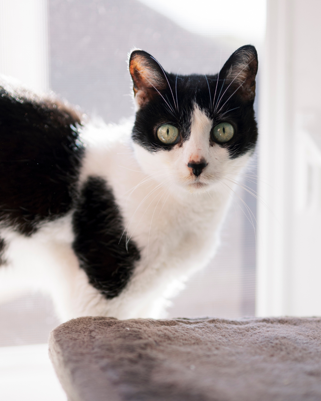 Social Adoptable 2 (58).png