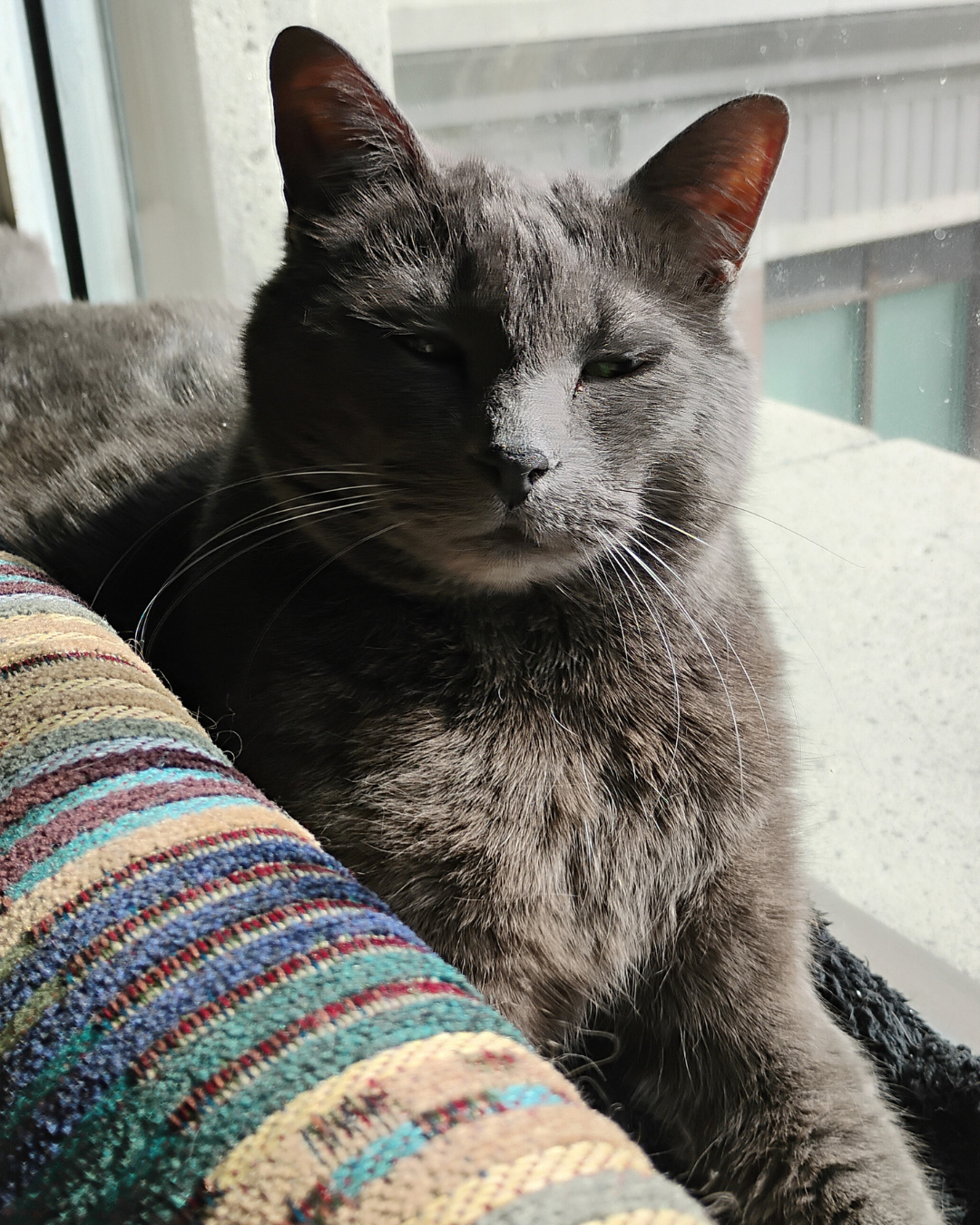 Social Adoptable 2 (59).png