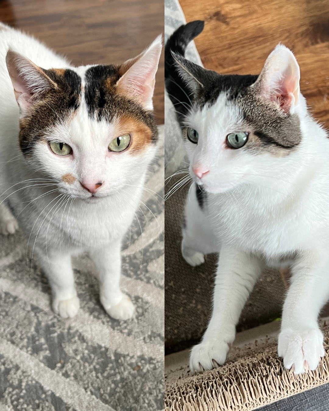 Social Adoptable 2 (12).png