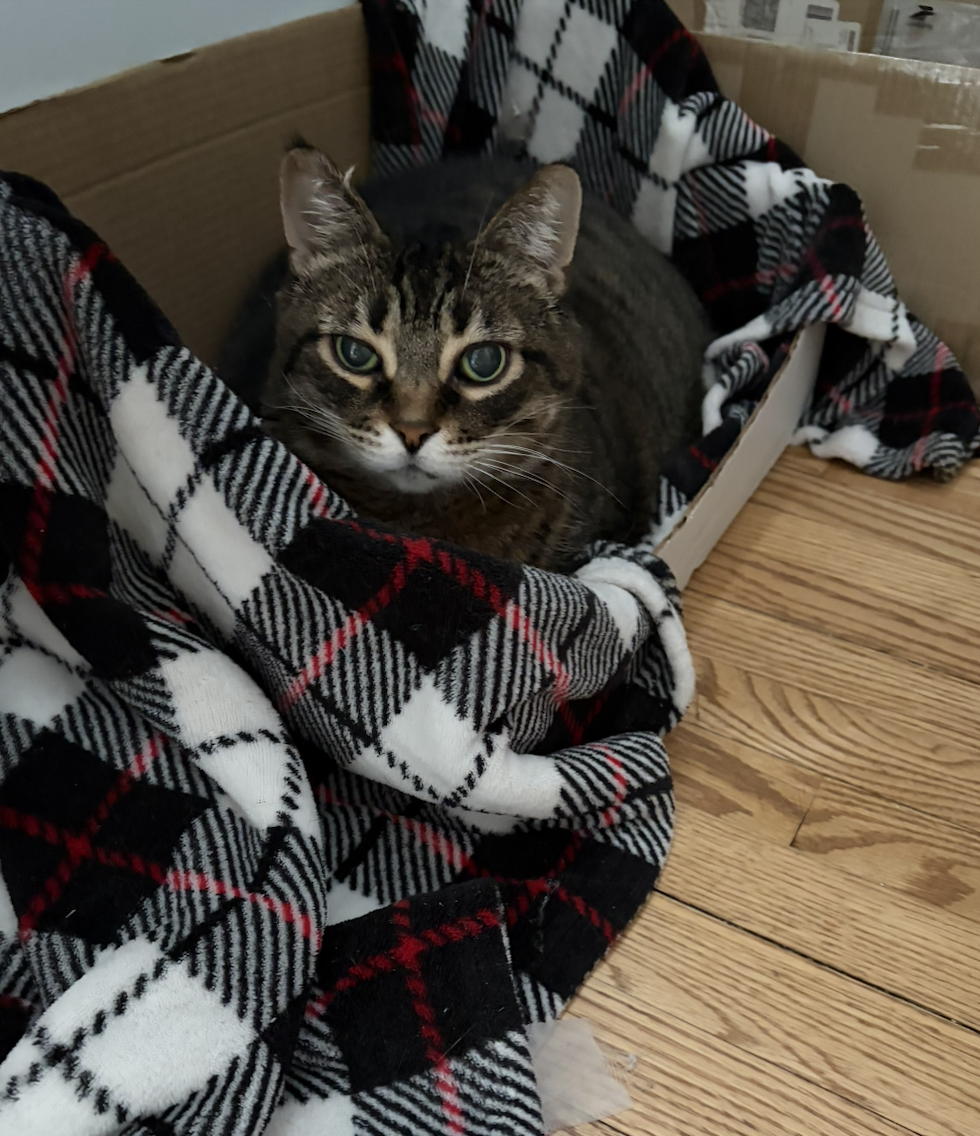 Screenshot 2026-04-02 at 12.45.55 PM.png