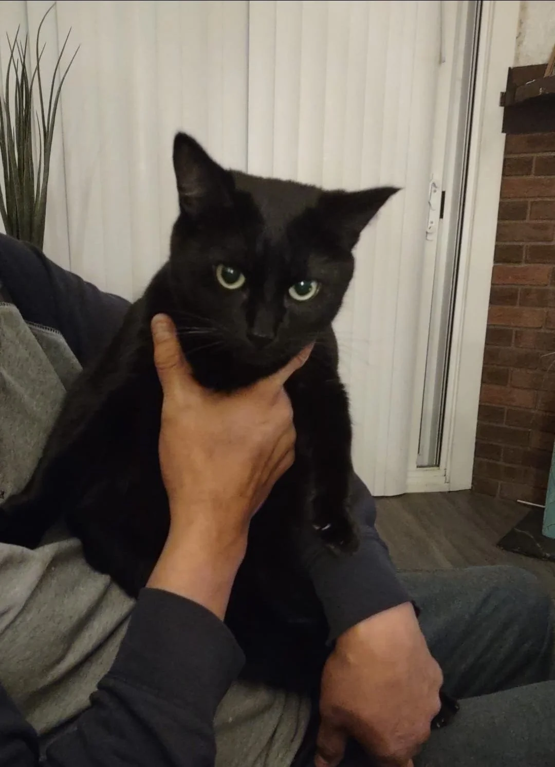 Luna being held (but saying release me human!!).jpg
