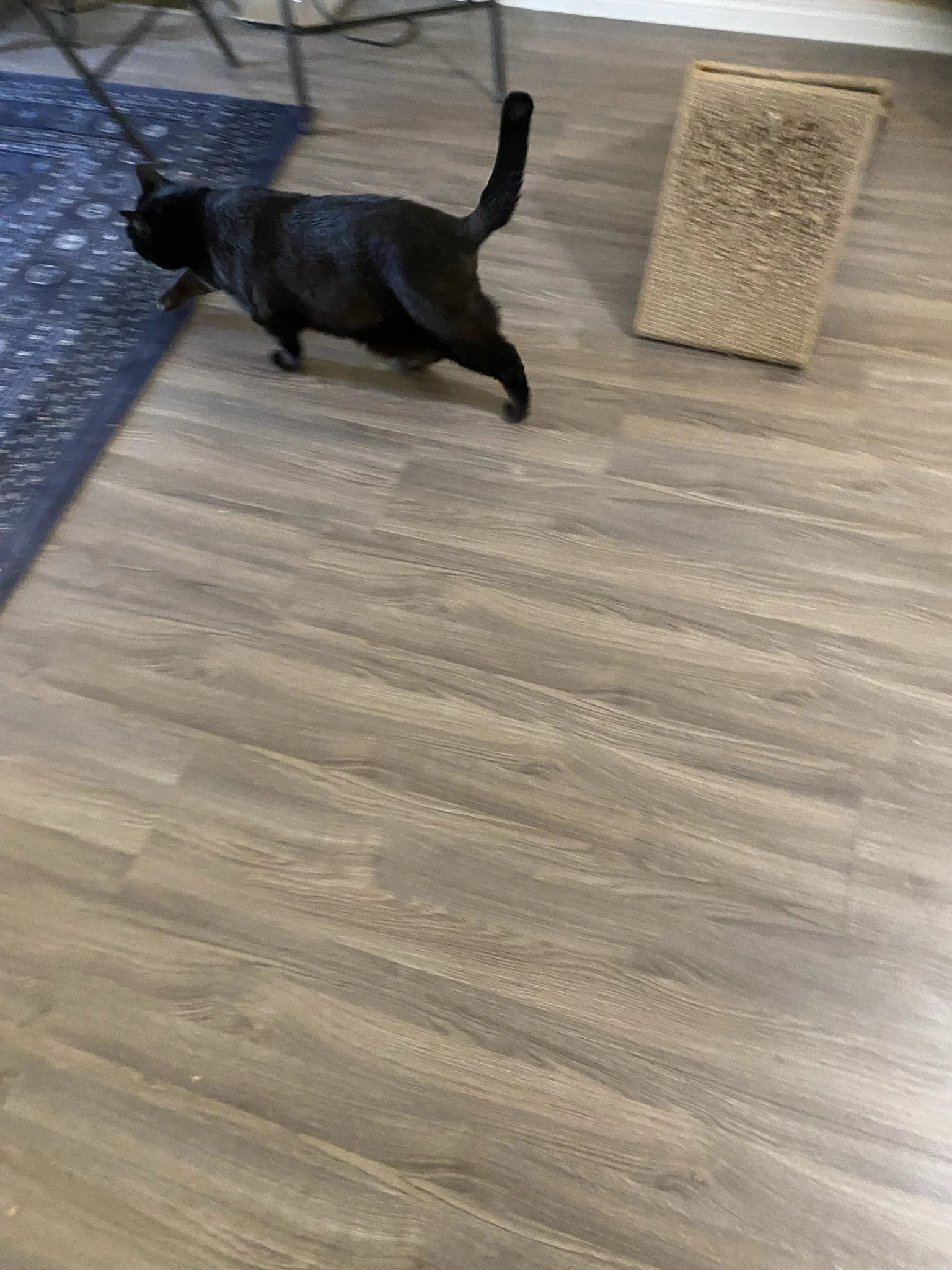 Luna on the move.jpg