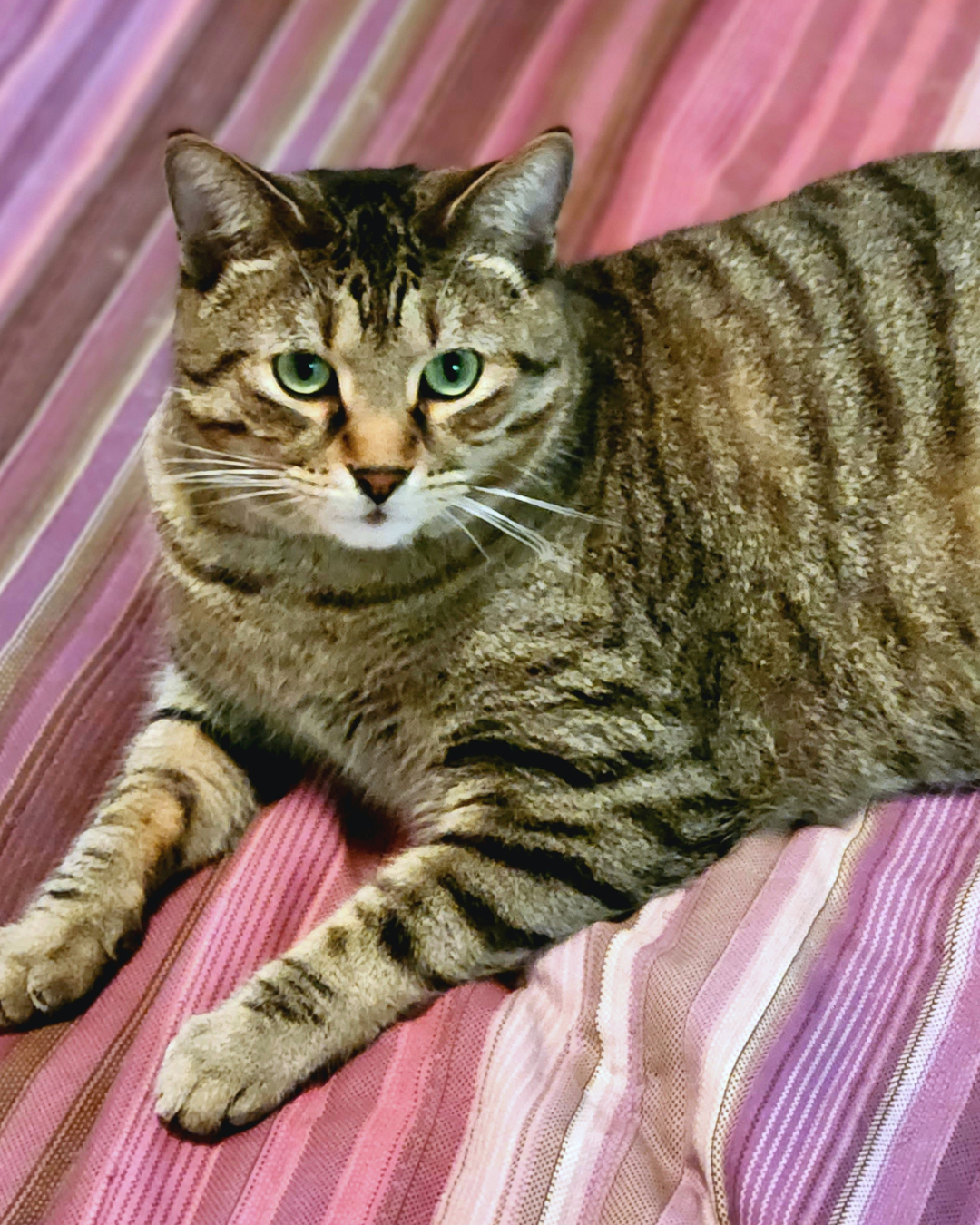 Social Adoptable 2 (8).png