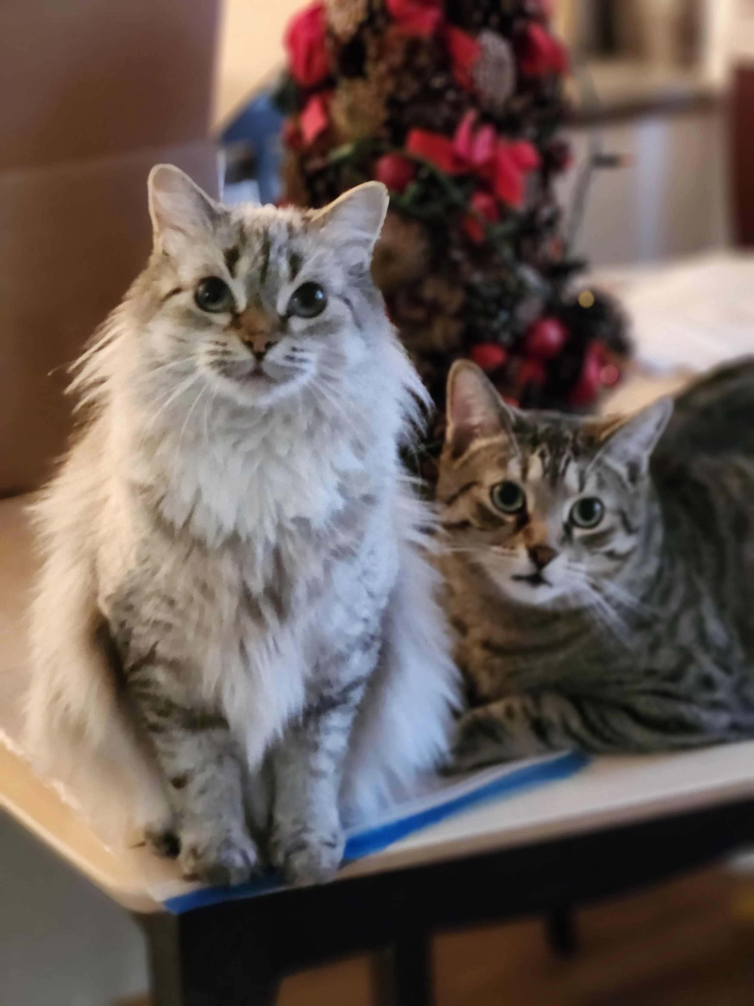 Willow Angel Christmas.jpg