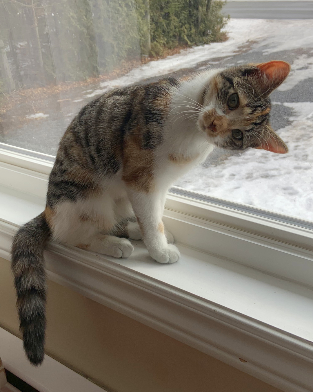 Social Adoptable 2 (11).png