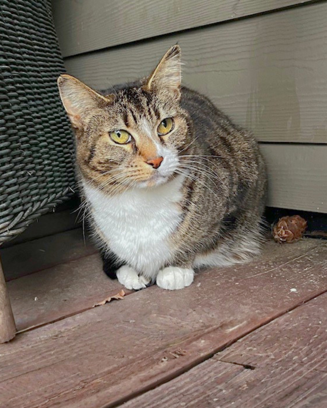 Social Adoptable 2 (13).png