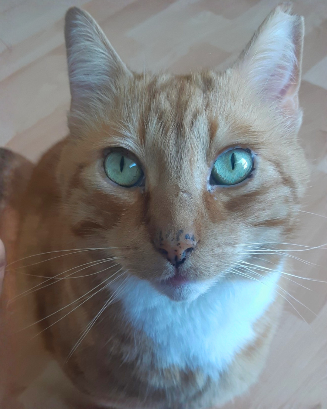 jake