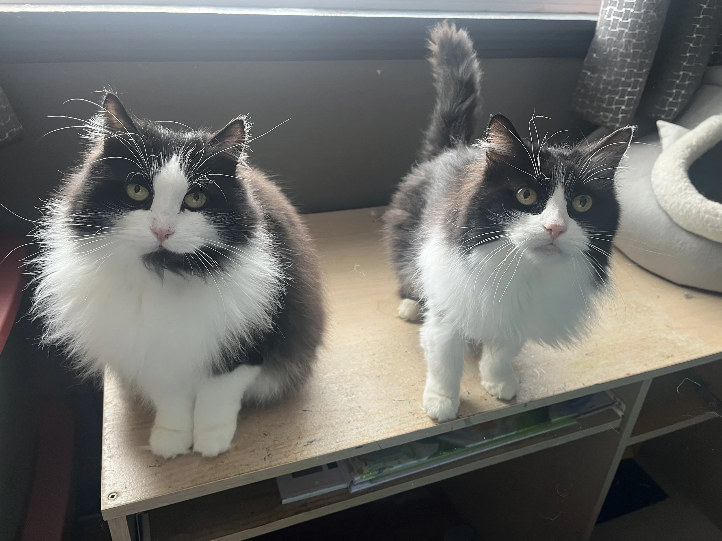 free and low-cost spay and neuter locations across canada