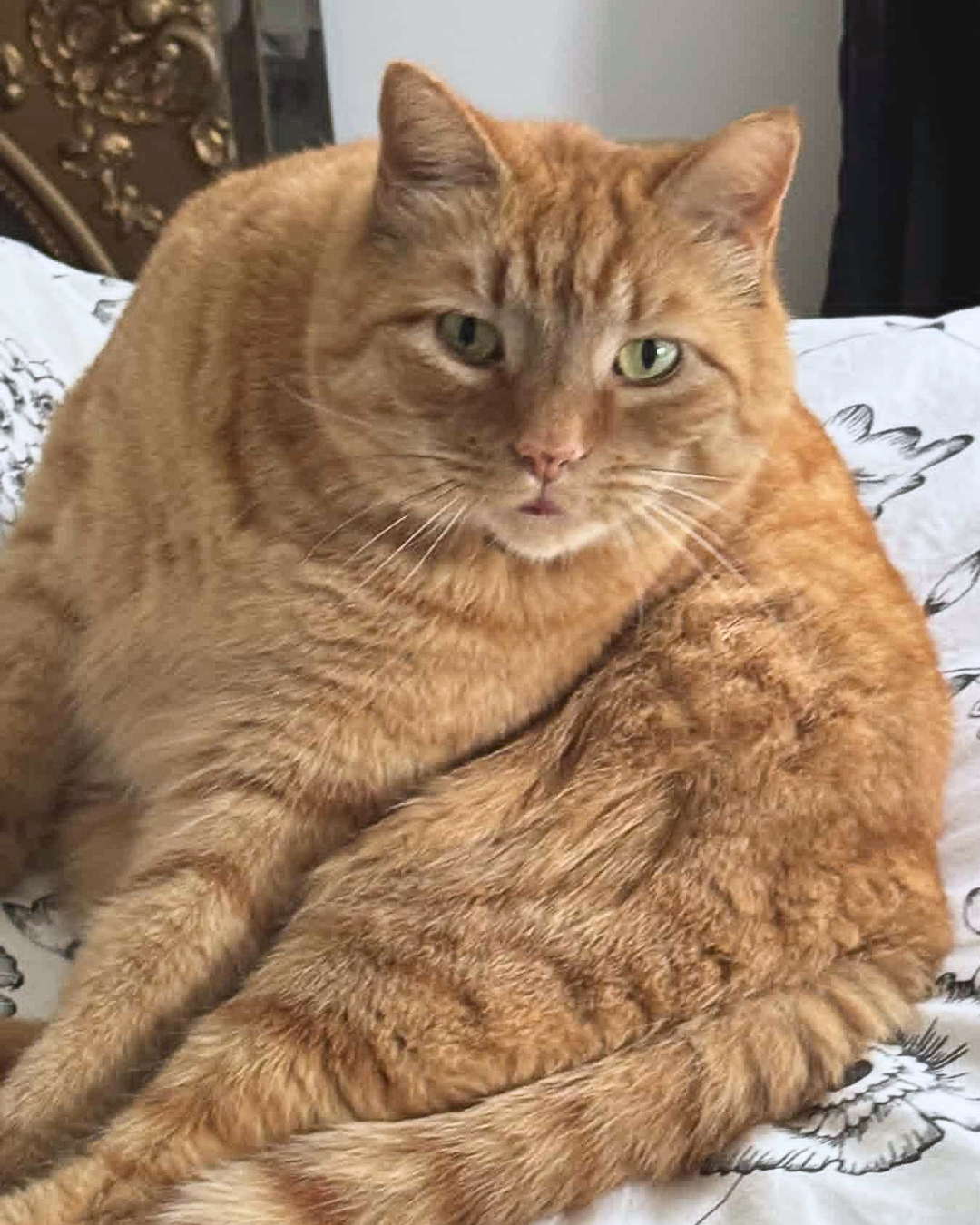 Benji