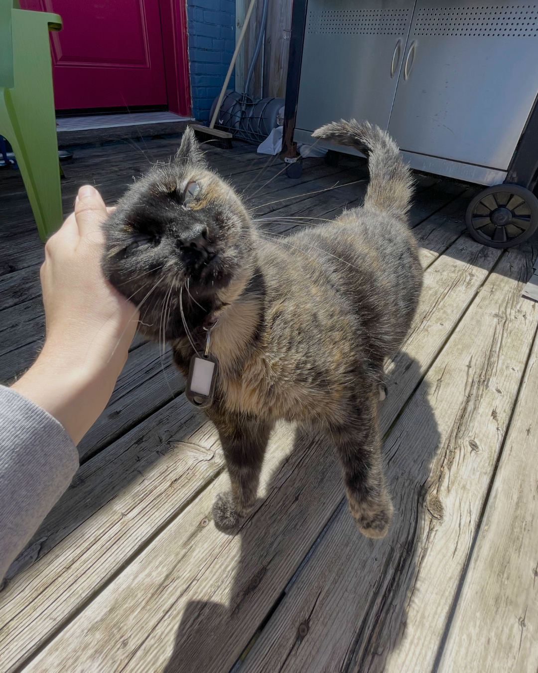 Social Adoptable 2 (42).png