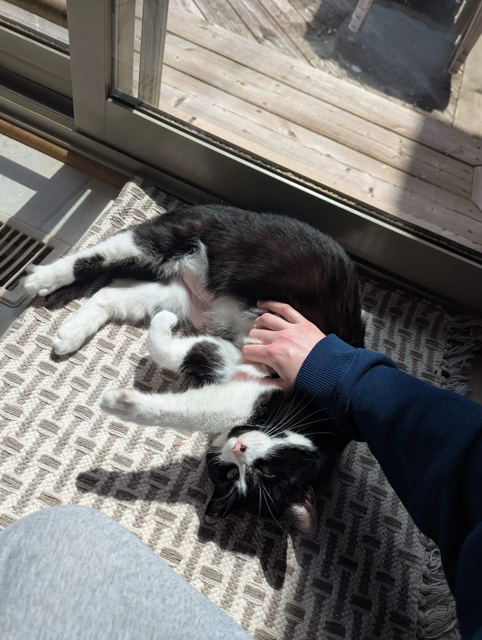 Maggie getting cuddles.jpg