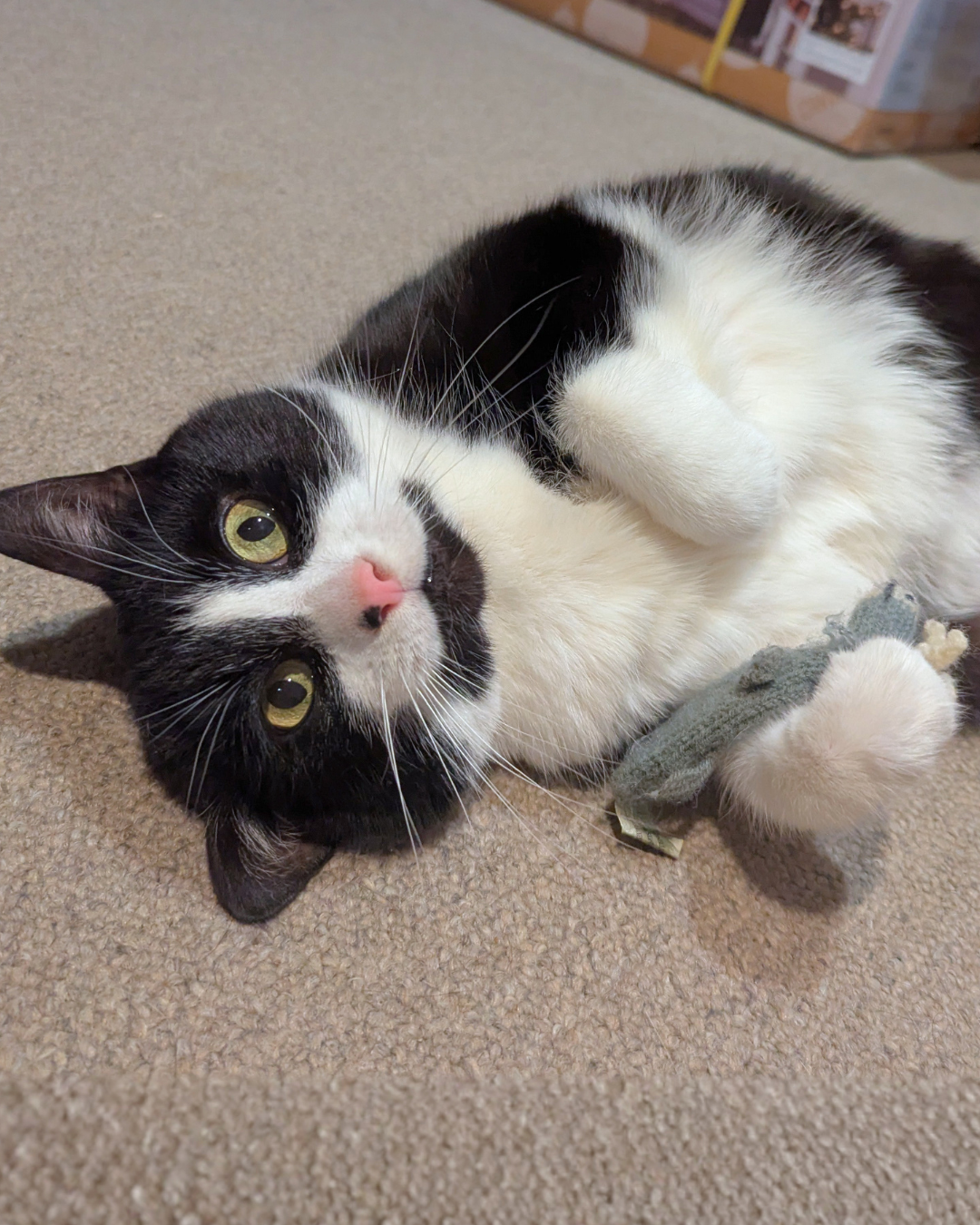 Social Adoptable 2 (48).png
