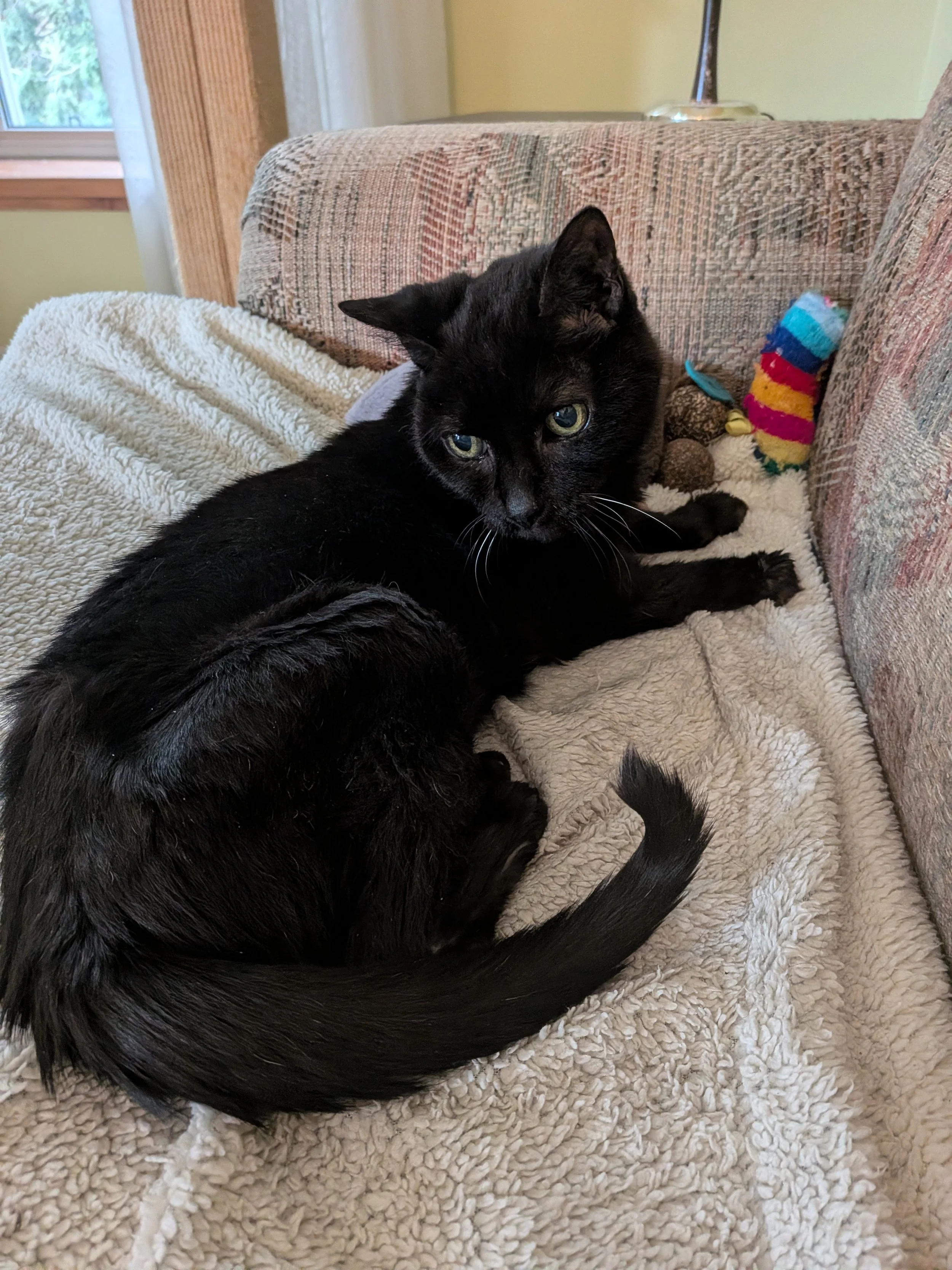 Penelope