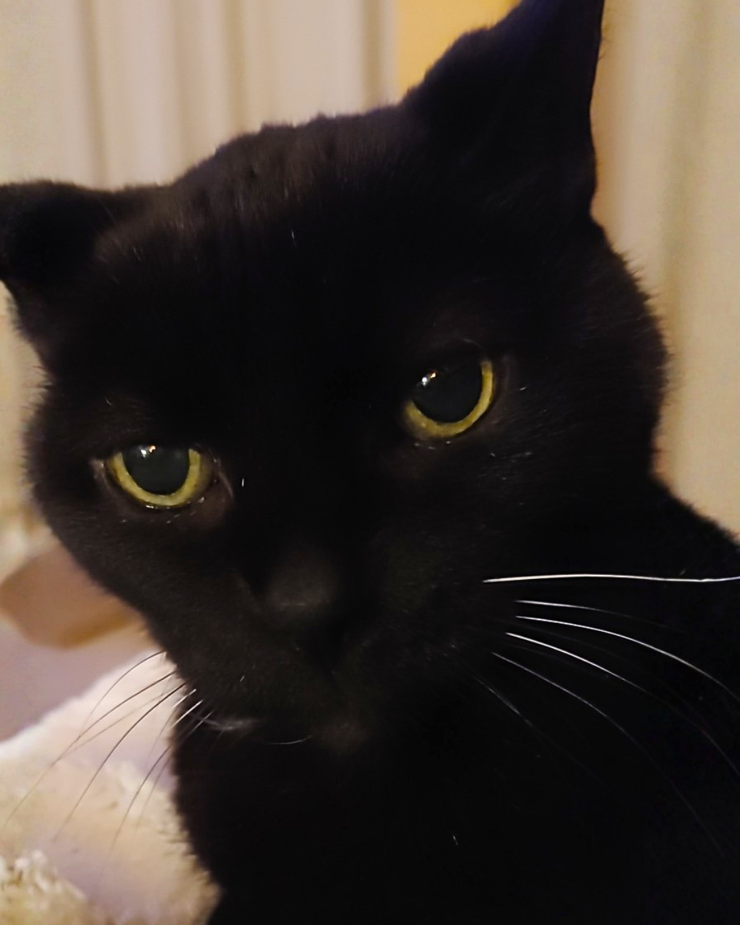 Social Adoptable 2 (42).png