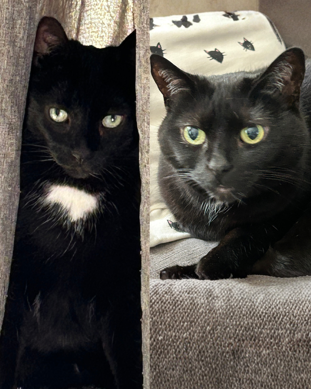 Forest and Oliver