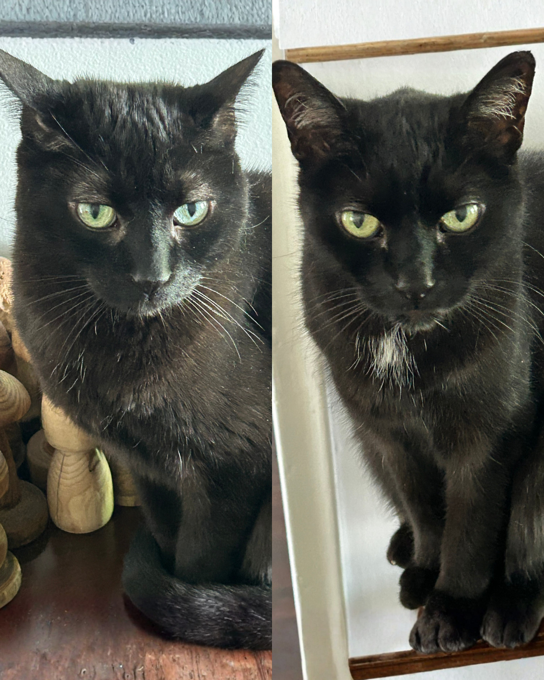 Max and Tiny