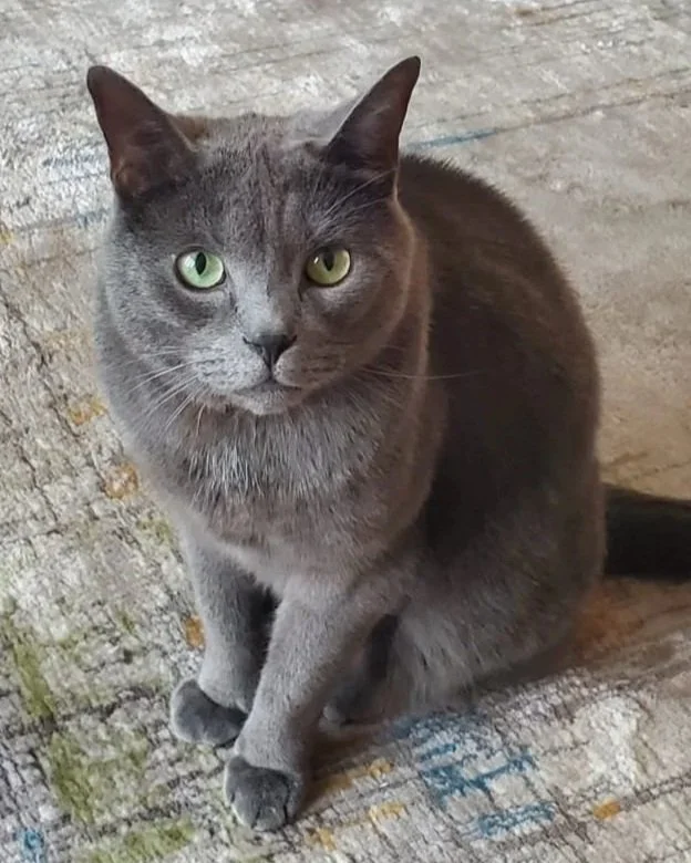 Dusty