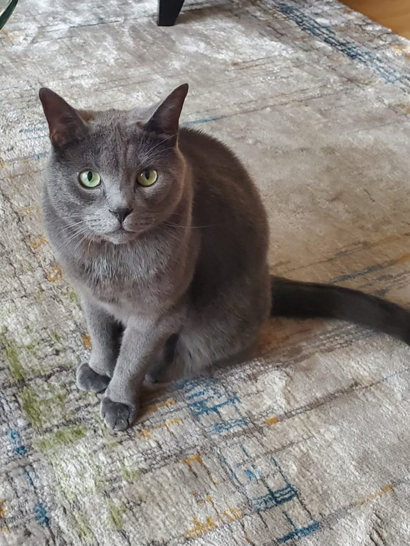 dusty 1.jpg