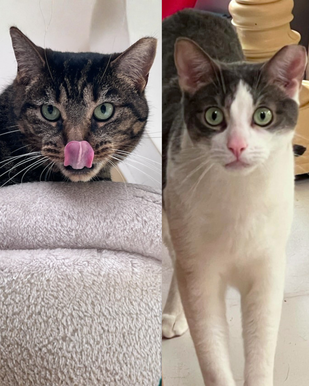 Social Adoptable 3.png