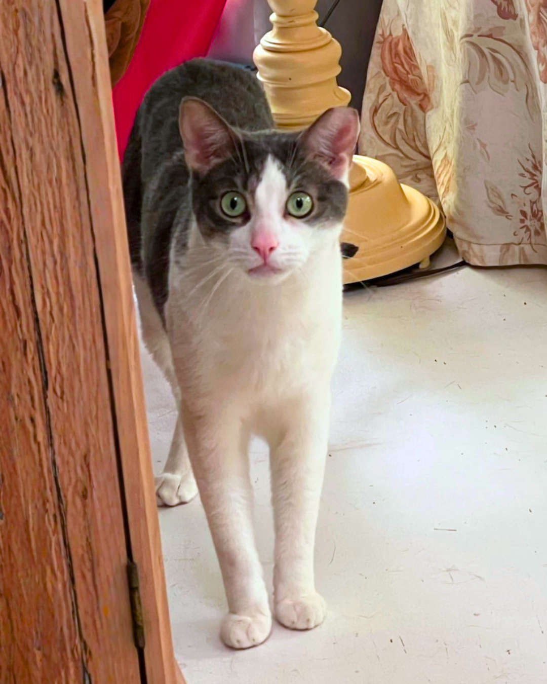 Social Adoptable 3 (1).png