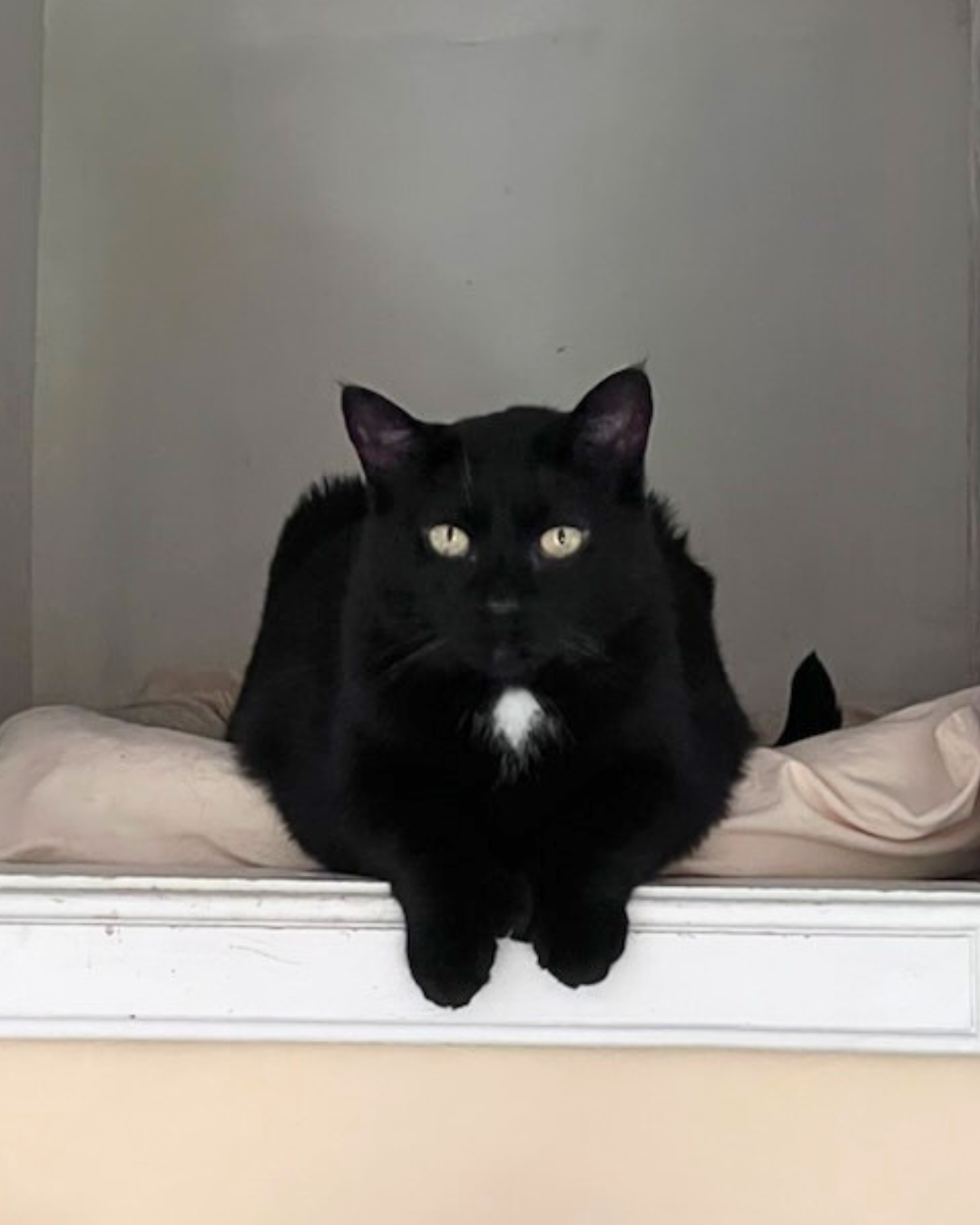 Social Adoptable 3 (3).png