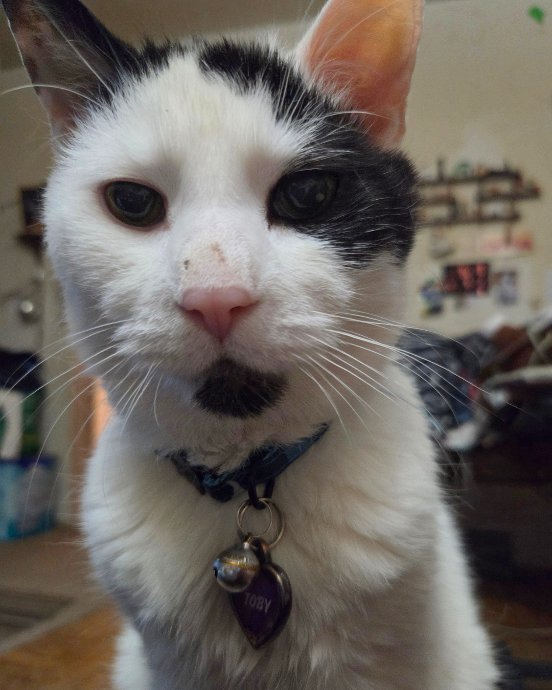 Toby