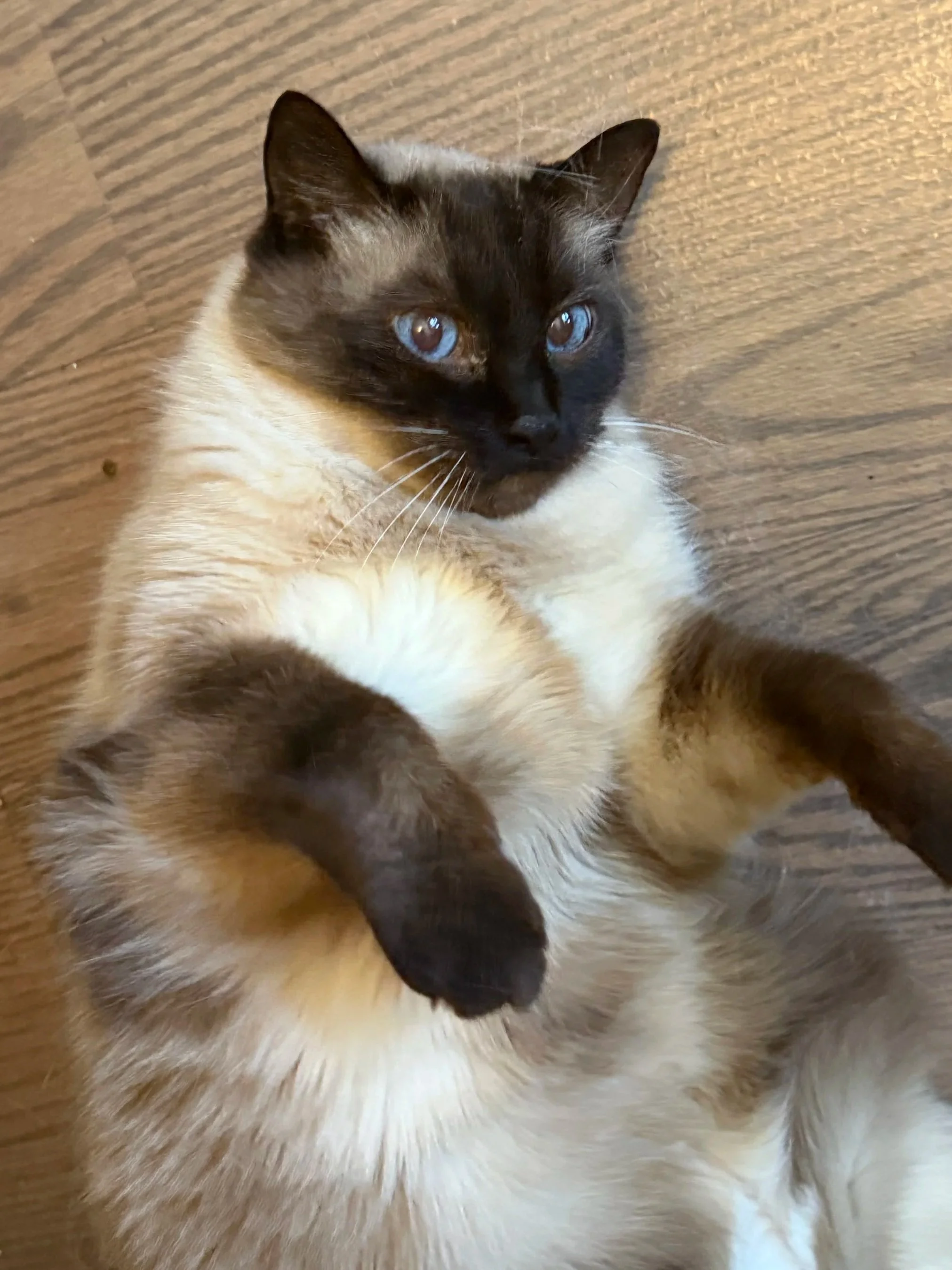 Maya