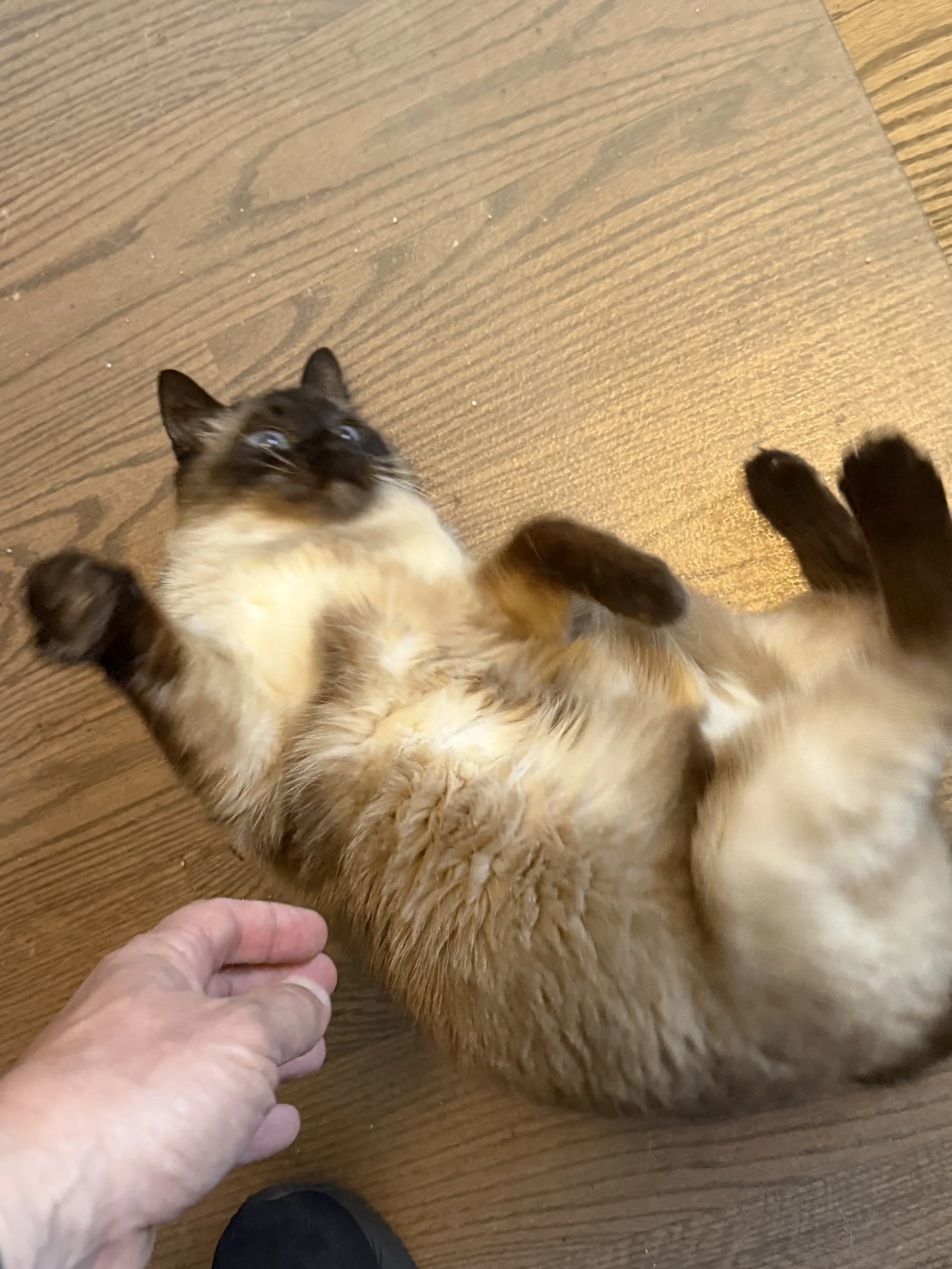IMG_3333.jpeg