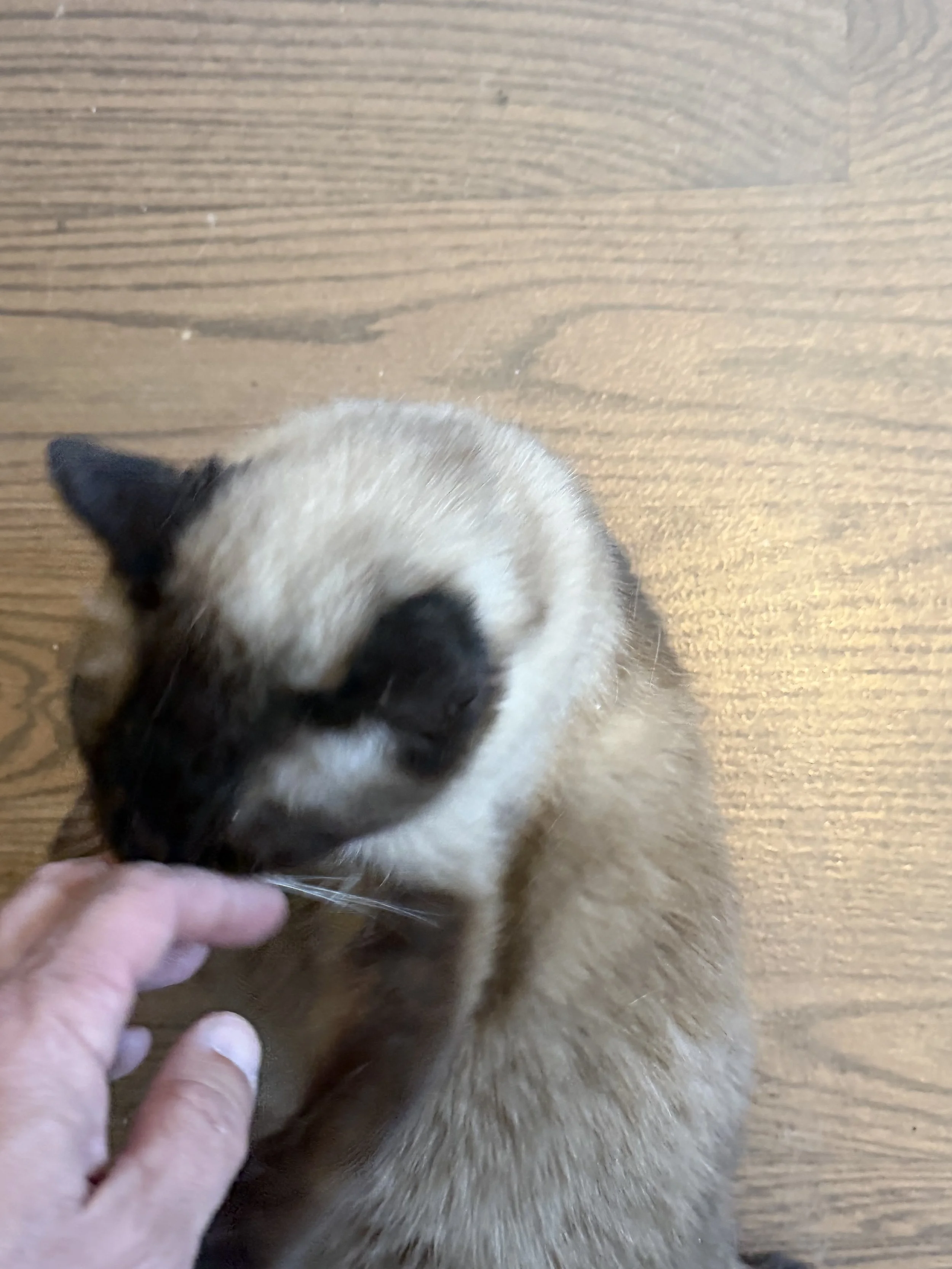 IMG_3334.jpeg
