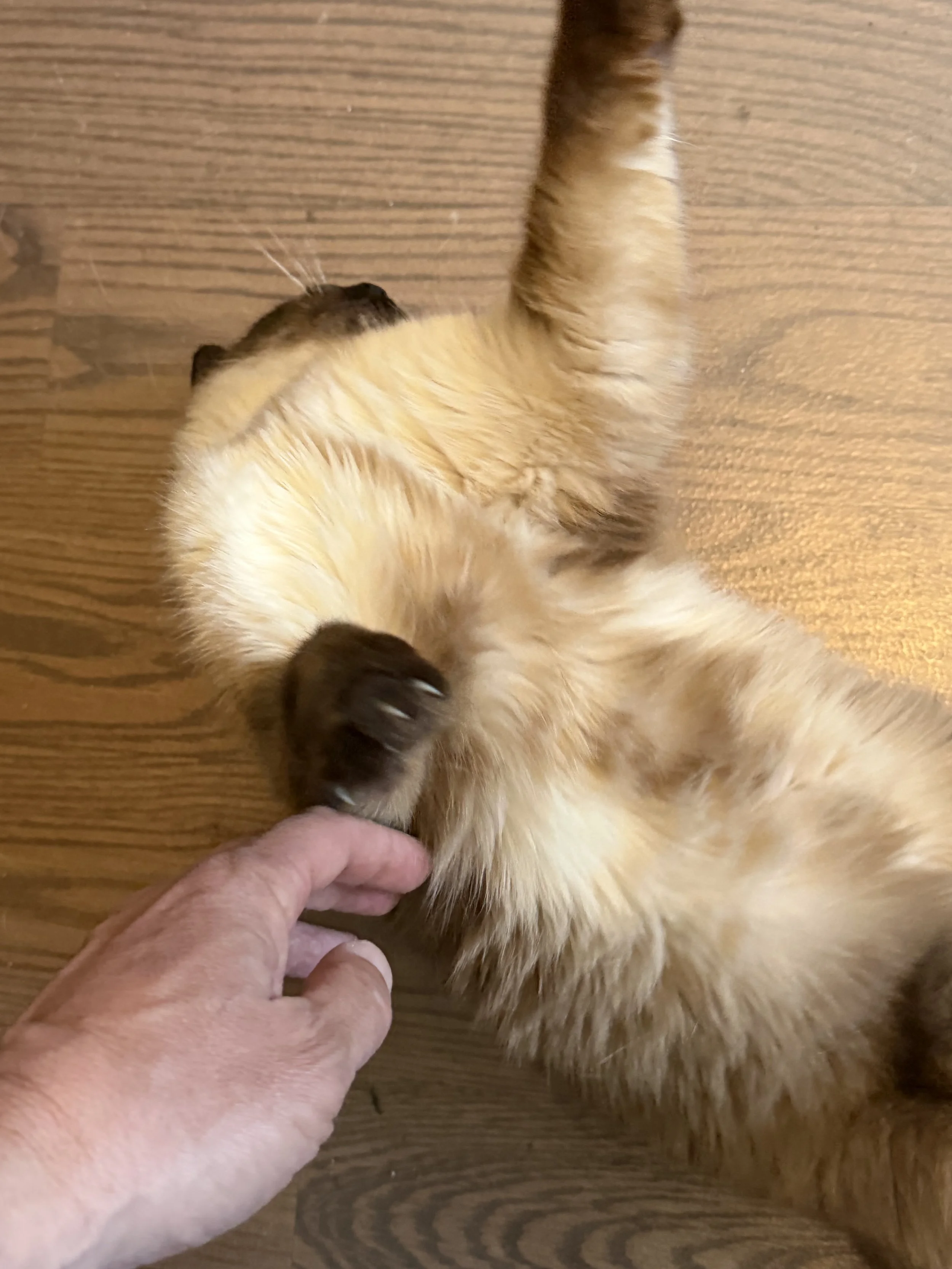 IMG_3335.jpeg