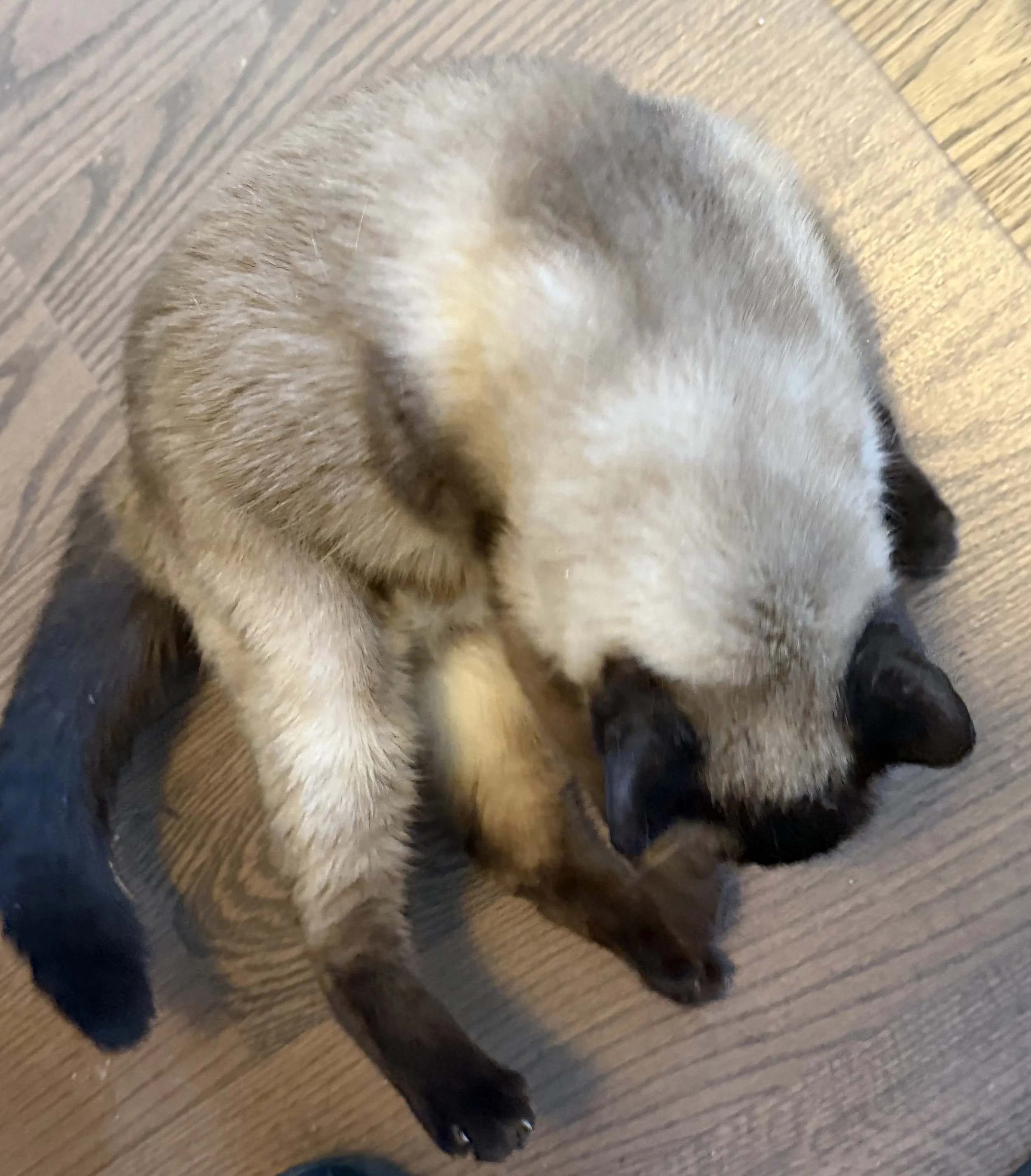 IMG_3338.jpeg