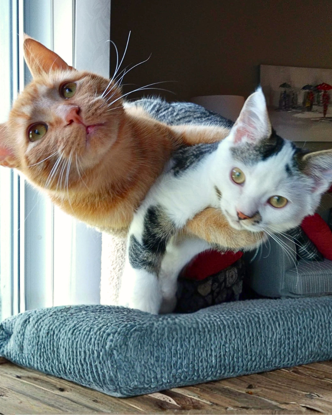 Social Adoptable 3 (14).png