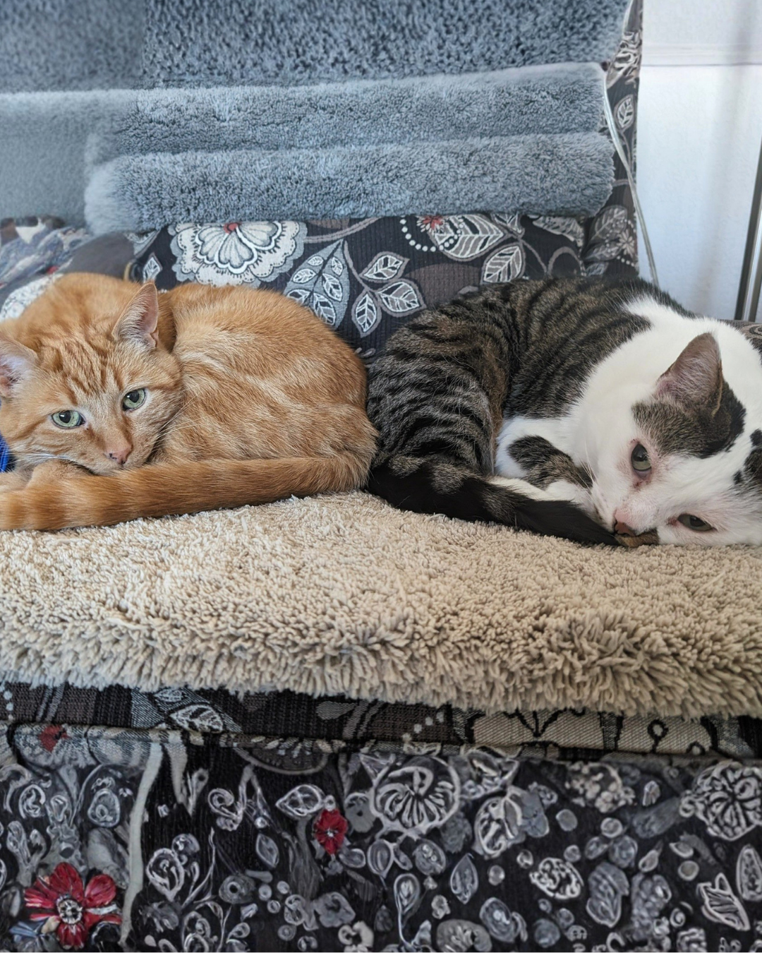 Social Adoptable 3 (15).png
