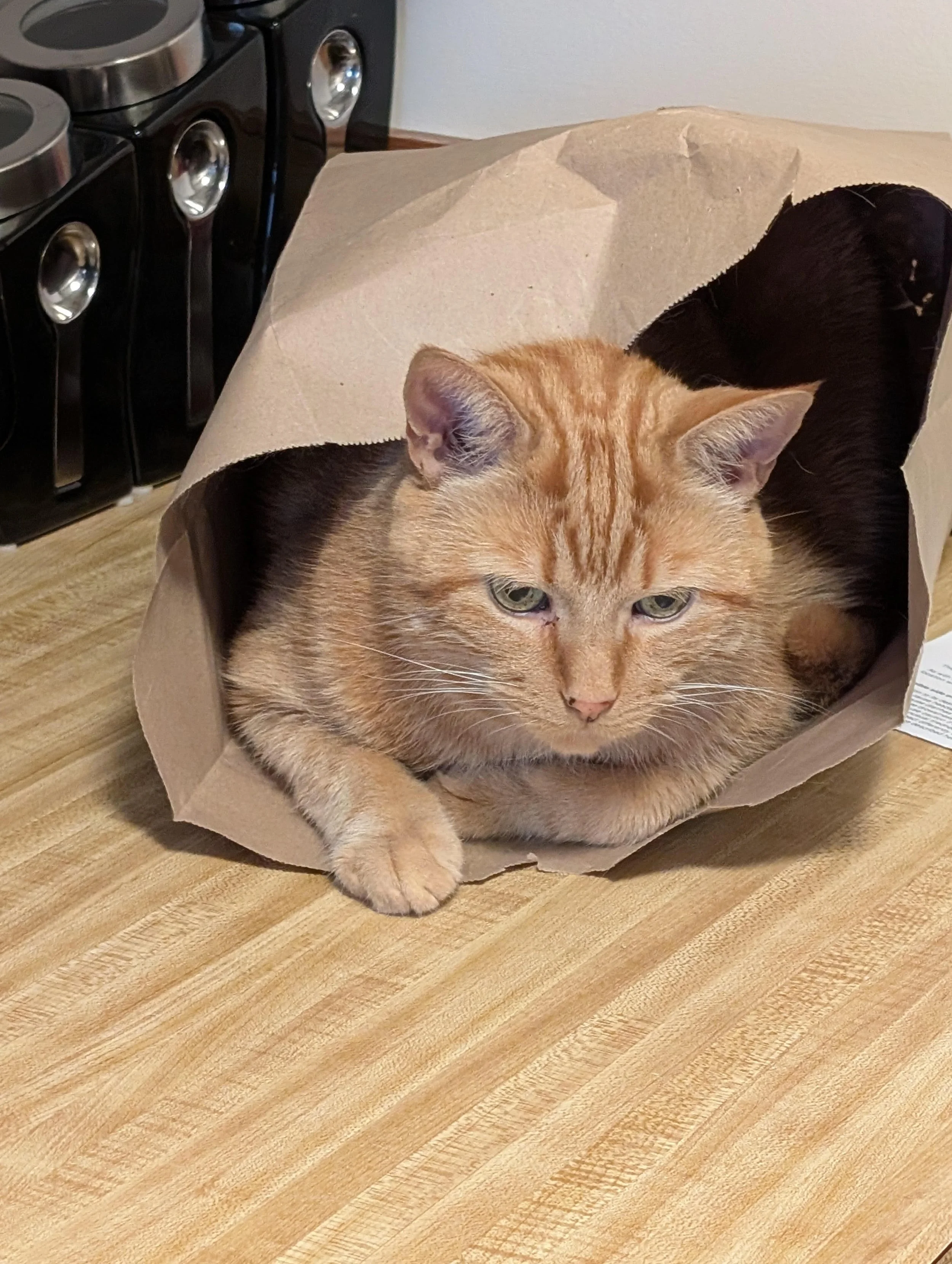 Buster 2.jpg