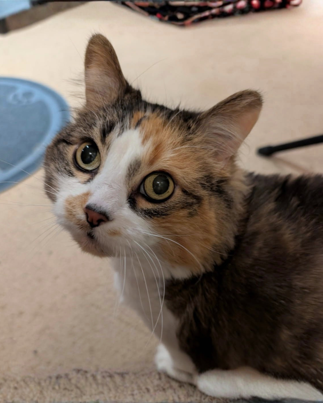 Social Adoptable 3 (18).png
