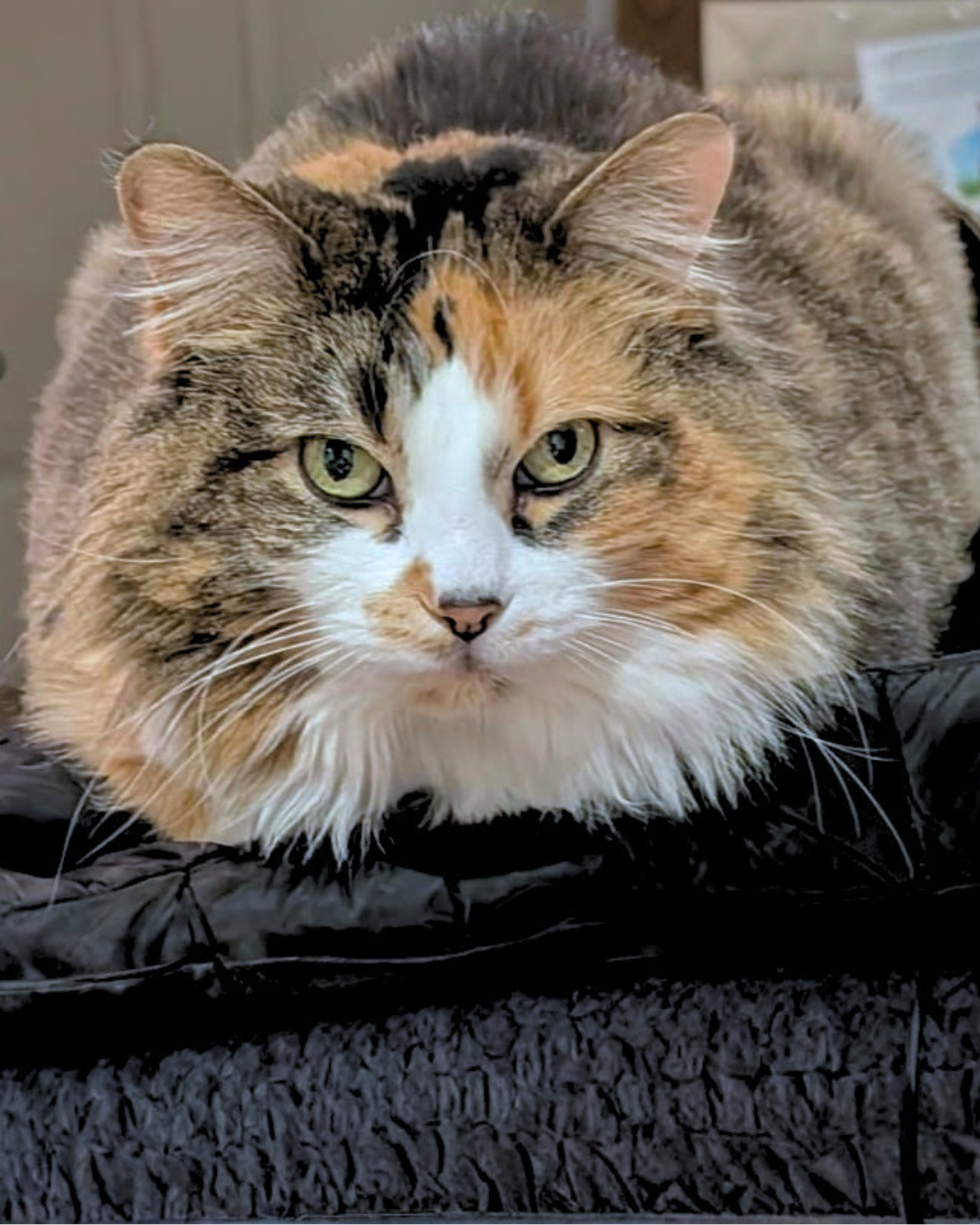 Social Adoptable 3 (17).png