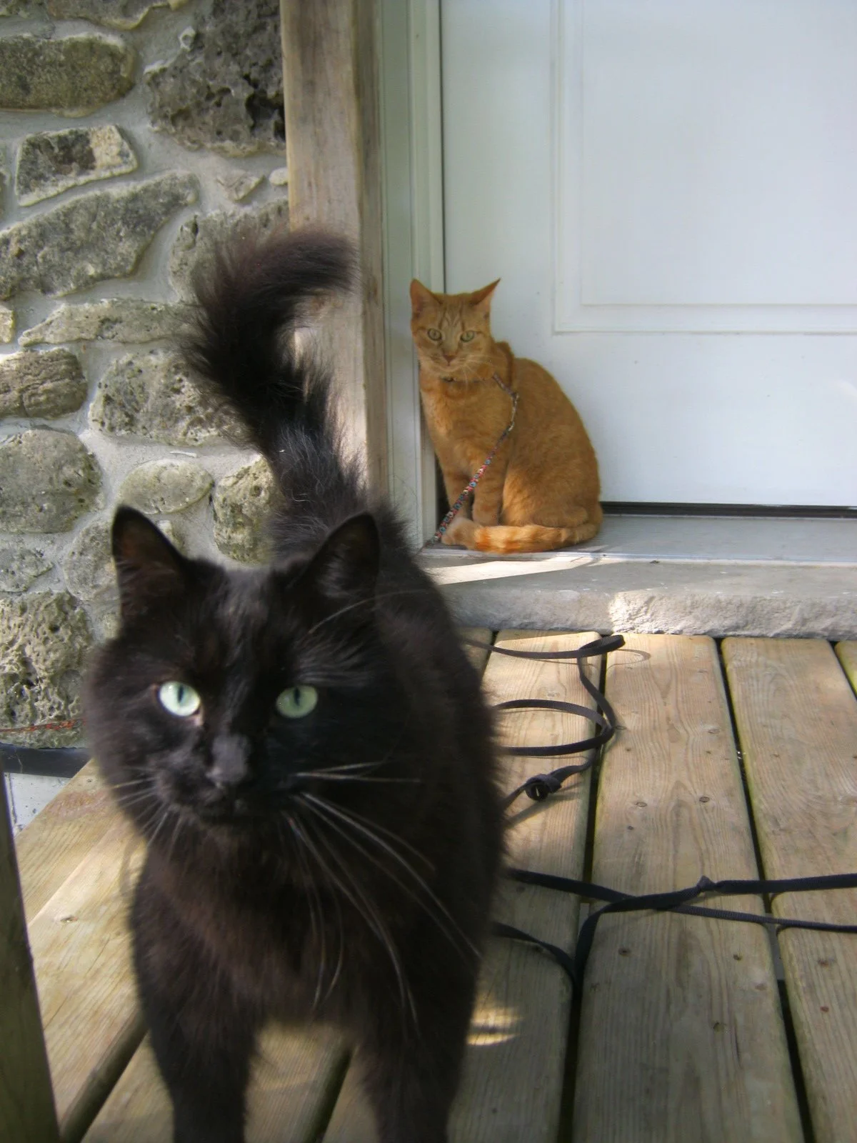 Mango and Winnie