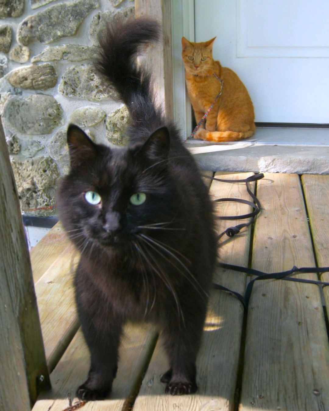 Social Adoptable 3 (3).png