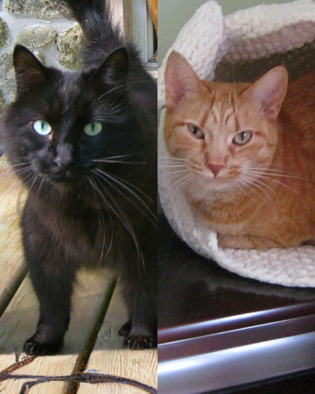 Social Adoptable 3 (2).png