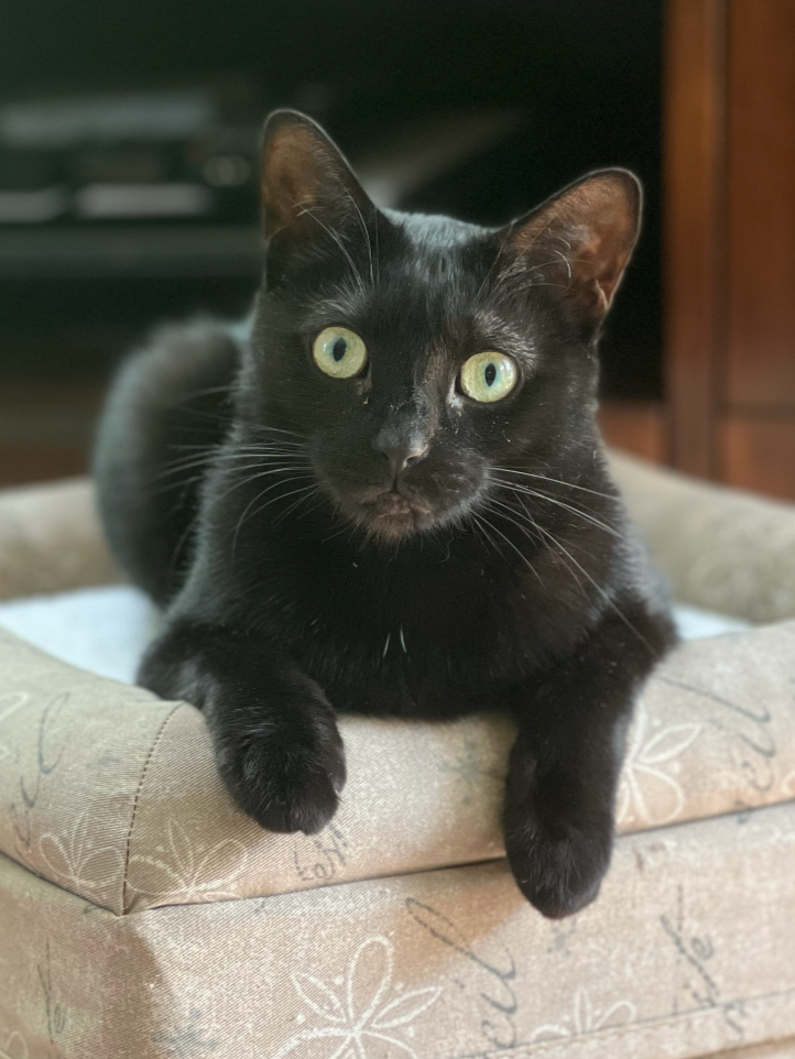 Bella