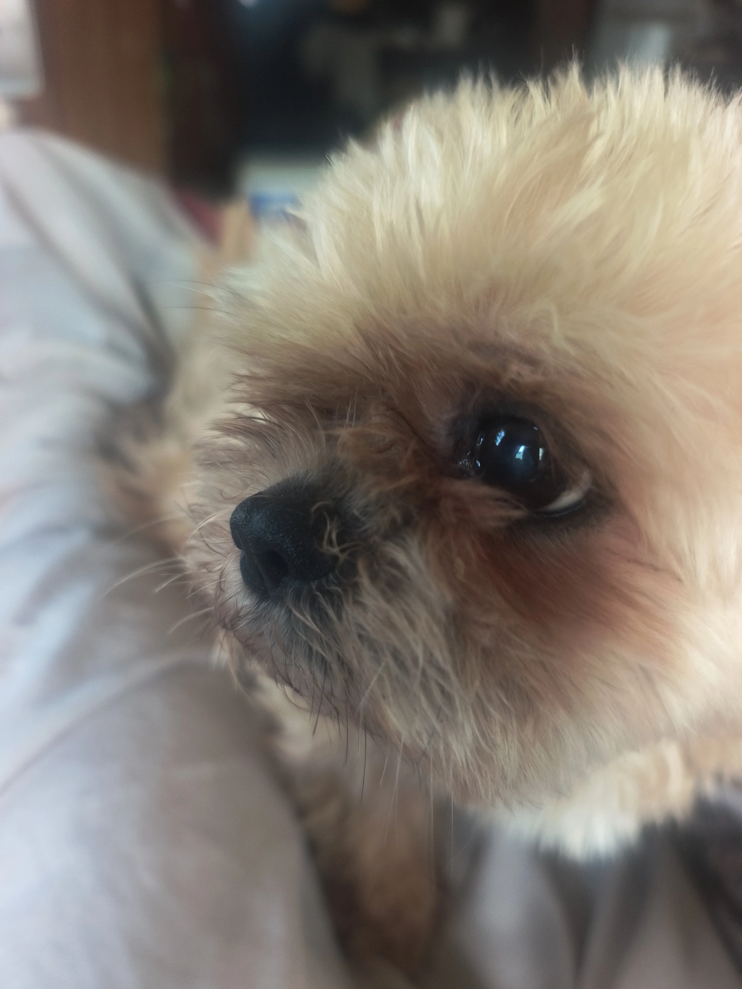 Pixie