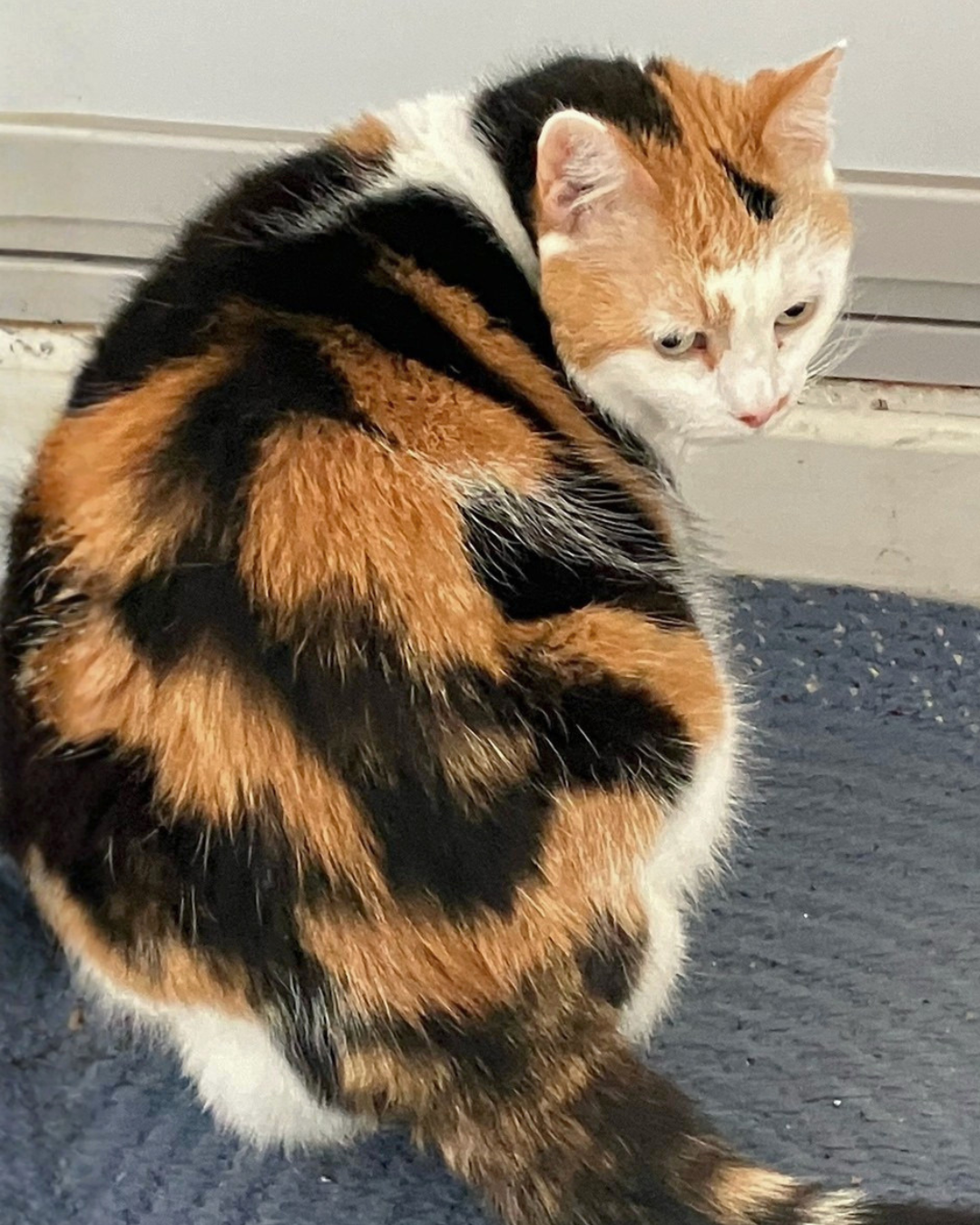 Social Adoptable 3 (17).png